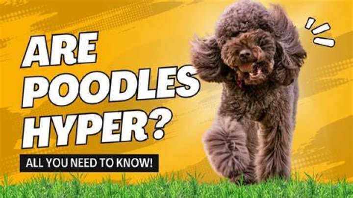 Are poodles hyper?