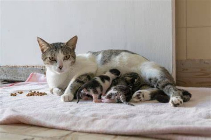 Do cats forget their kittens?