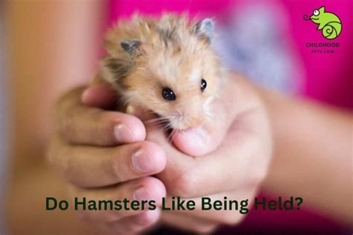 Do hamsters like being held?