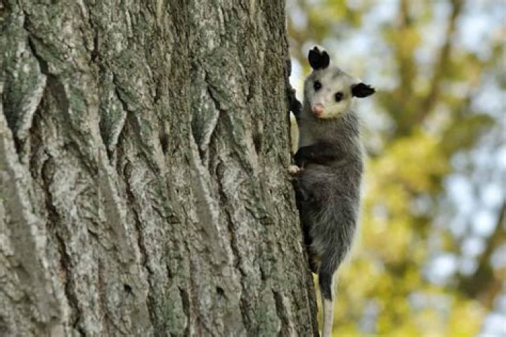 Do opossums climb trees?