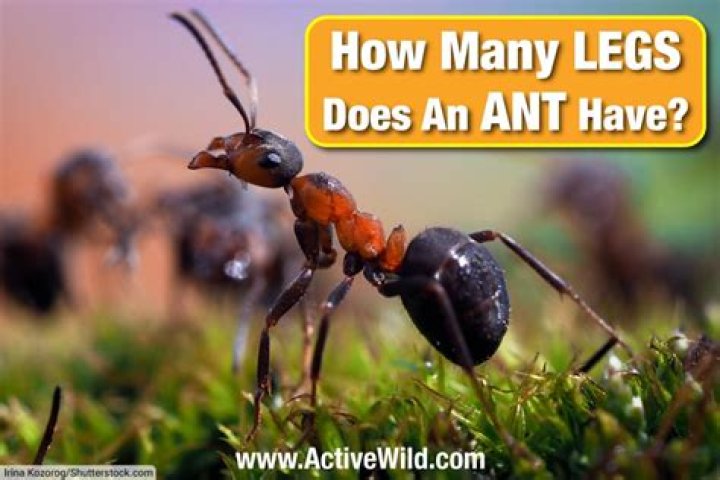 Does anything have 12 legs?