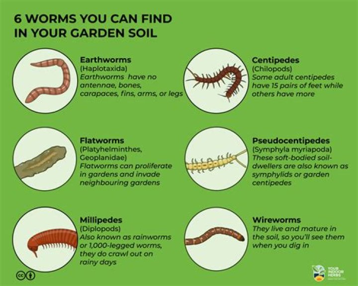 How do you get worms in soil?